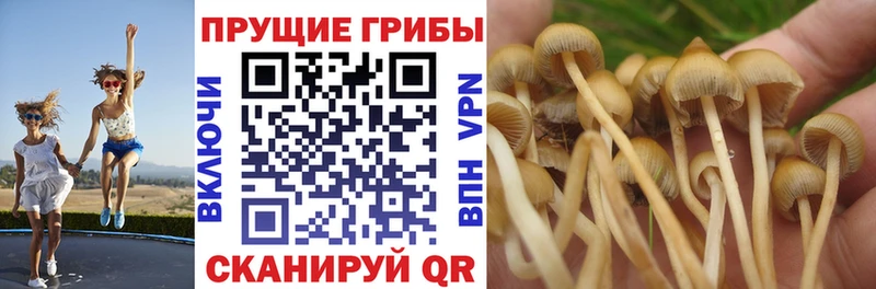 Псилоцибиновые грибы Psilocybe  Новомосковск 